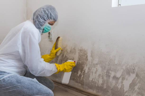 Trusted Sage, CA Mold Remediation Experts