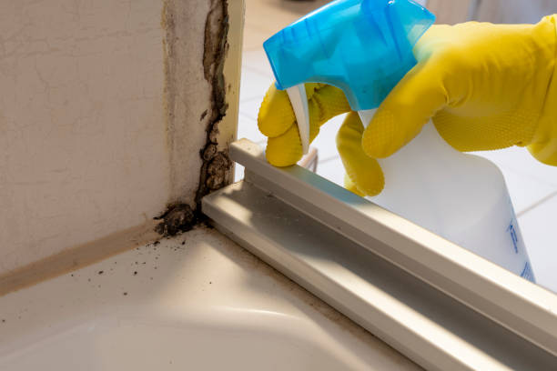 Best Mold Testing and Inspection Services in Sage, CA