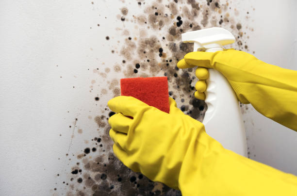 Best Post-Flood Mold Remediation in Sage, CA